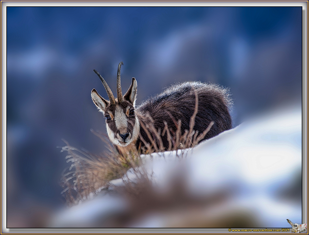 Chamois